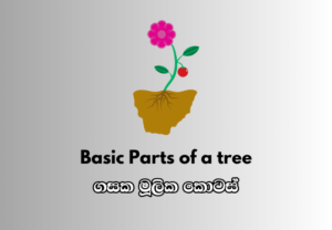 Basic Parts Of a Tree