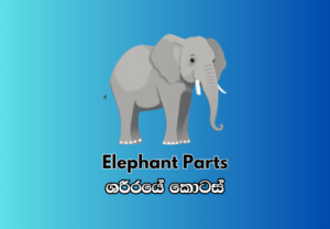 Elephant's body Parts - අලියෙකුගේ සිරුරේ කොටස්